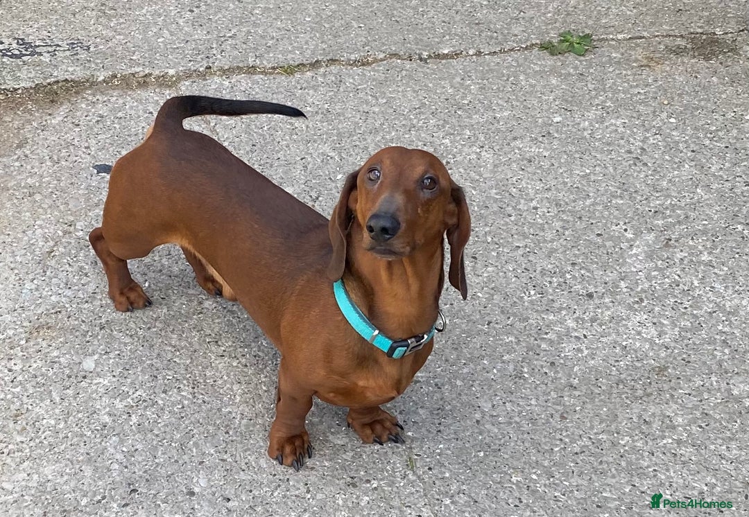 Dachshund dogs for stud: QUALITY KC REG STANDARD SMOOTH DACHSHUND  in Lancaster - Image 3