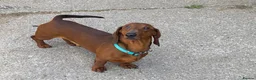 Dachshund dogs for stud: QUALITY KC REG STANDARD SMOOTH DACHSHUND  in Lancaster - Advert 3