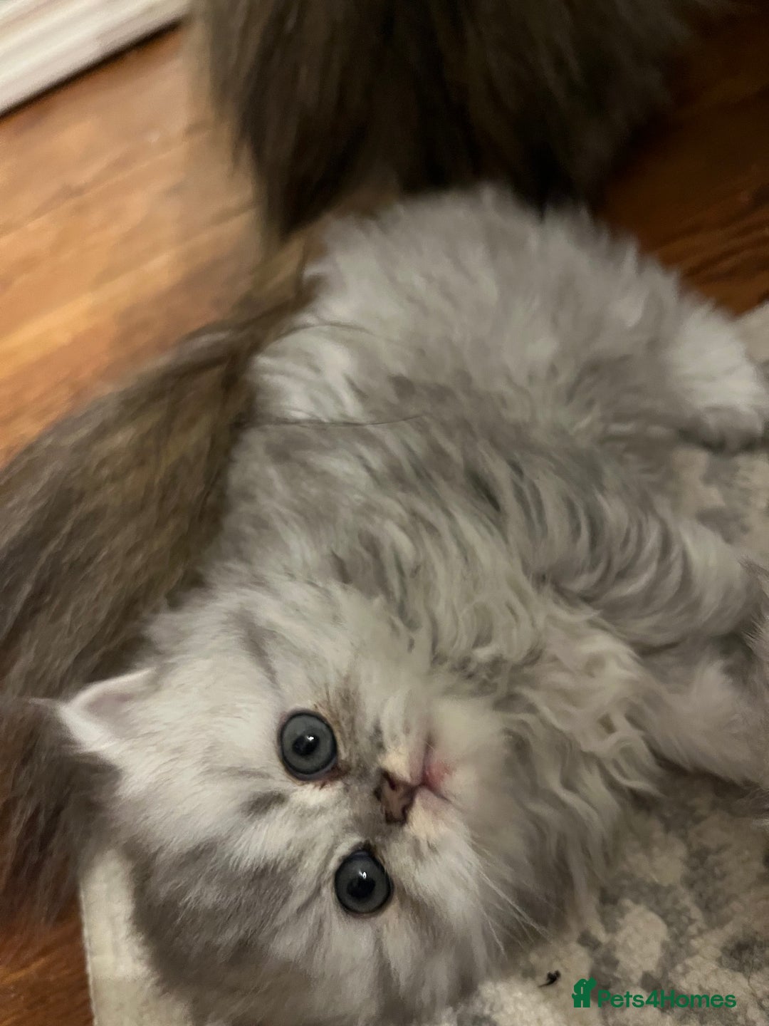 Persian cats for sale: Pure Persian kittens for sale  - Advert 7