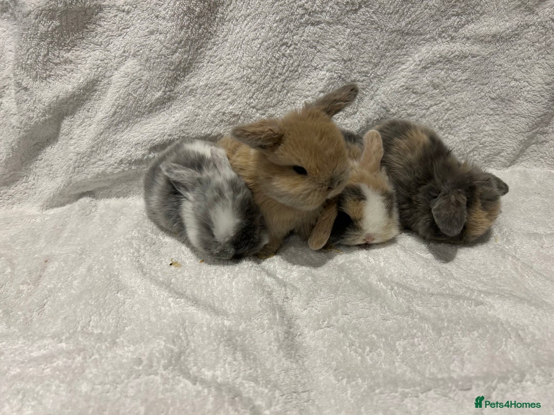 Mini Lop rabbits for sale: Pure Bred Mini Lop Baby Rabbits - Advert 21