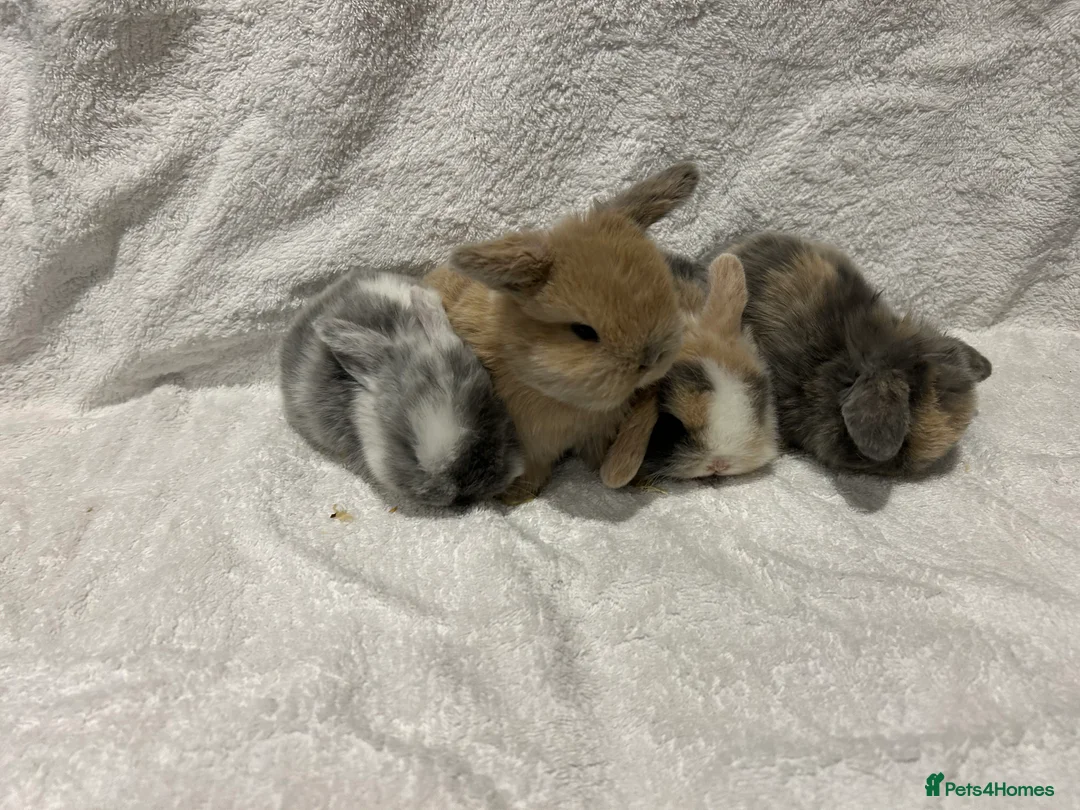 Mini Lop rabbits for sale: Pure Bred Mini Lop Baby Rabbits - Advert 21