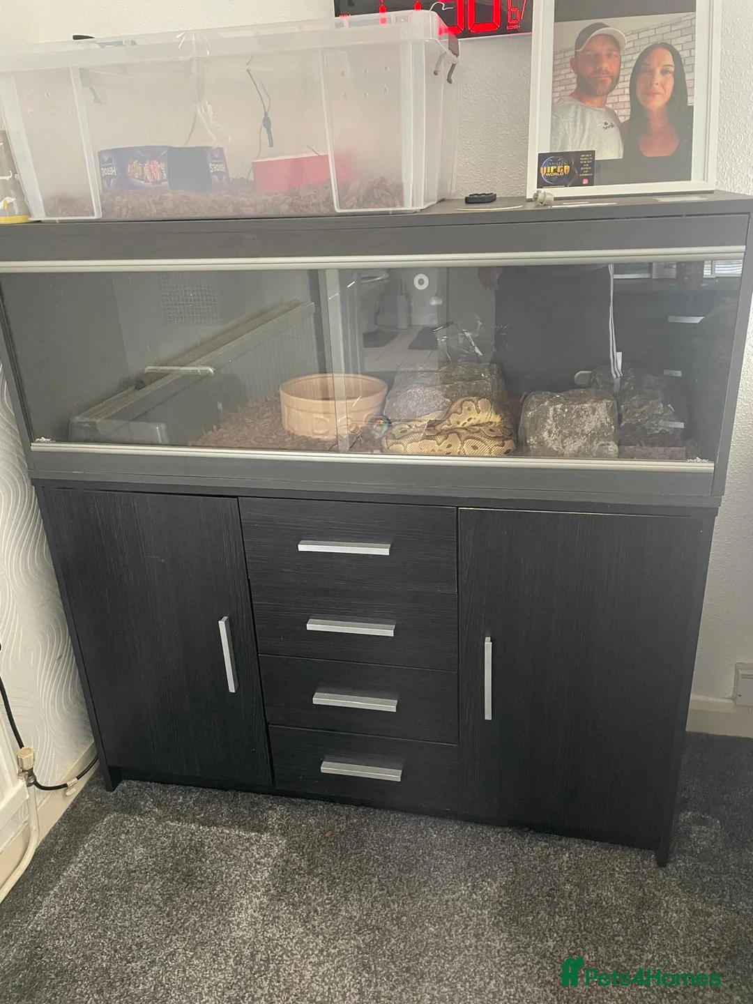 Python Snake reptiles for sale: Ball pythons  - Advert 1