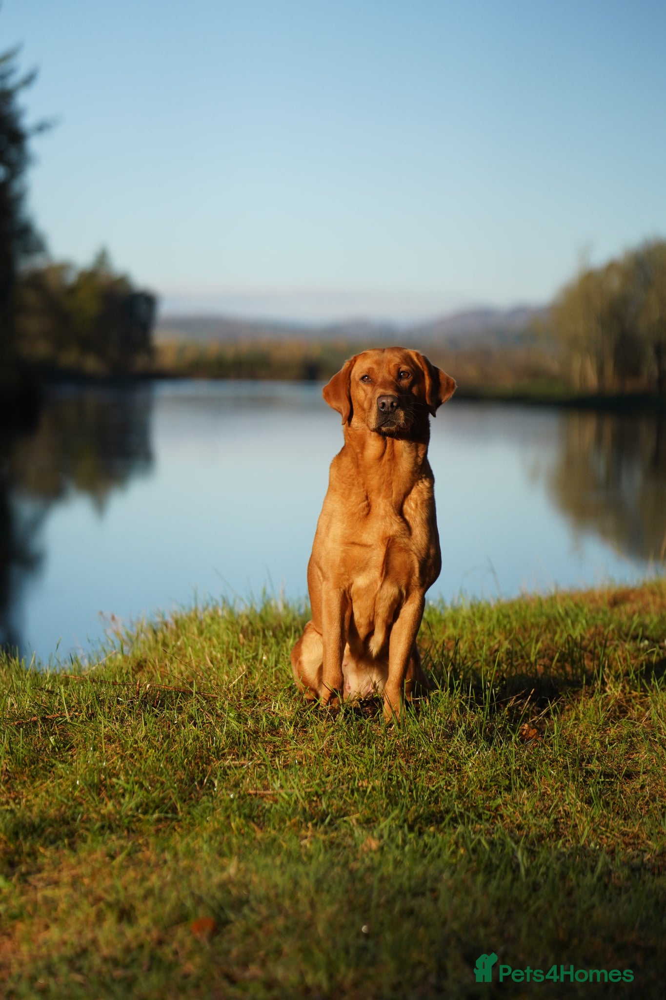 Labrador Retriever dogs KC Registered Fox Red Labrador Puppies - Advert 3