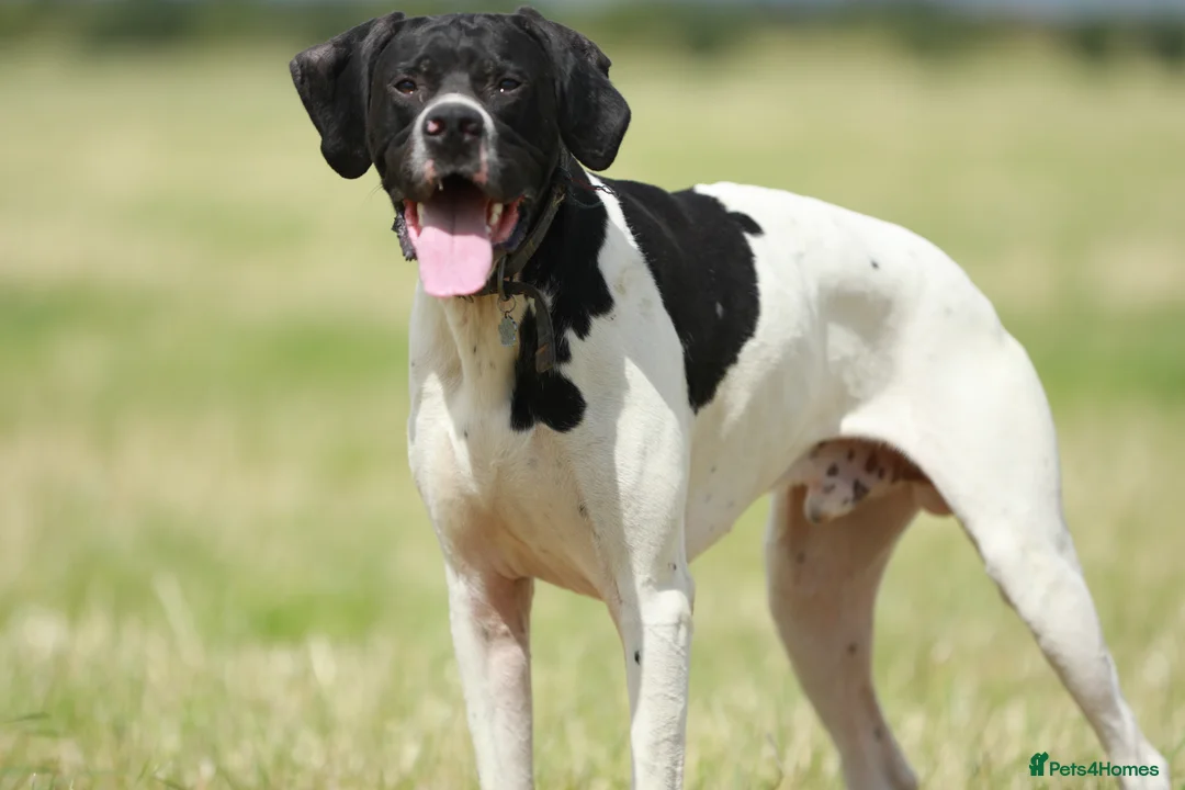 Pointer dogs for stud: Proven Health tested pointer  in Doncaster - Advert 13