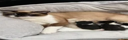 Mixed Breed cats for sale: Kittens for forever homes in Liverpool - Advert 9