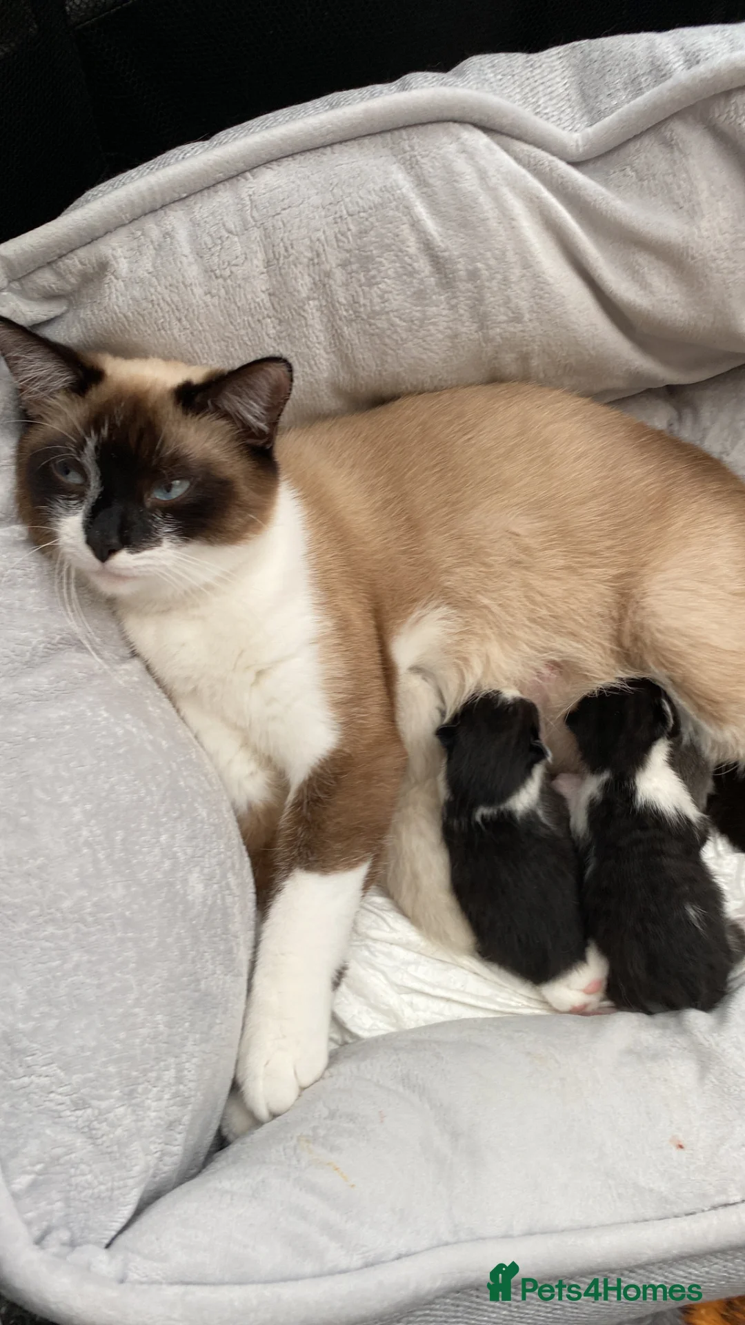 Mixed Breed cats for sale: Kittens for forever homes in Liverpool - Advert 9