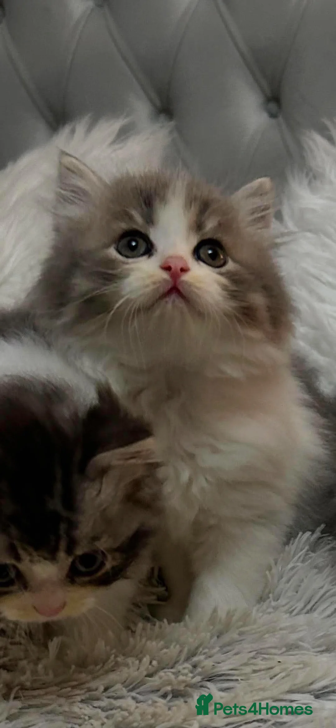 Persian cats for sale: Dollface Persian Kittens  in Newmilns - Advert 6
