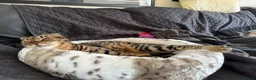 Bengal cats for sale: Full Bengal Brown Rosetted Female - Mia (Mims) - Advert 16