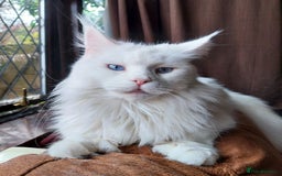 Maine Coon cats for sale: Maine Coon Kittens Polydactyl. Tortie. White - Image 14
