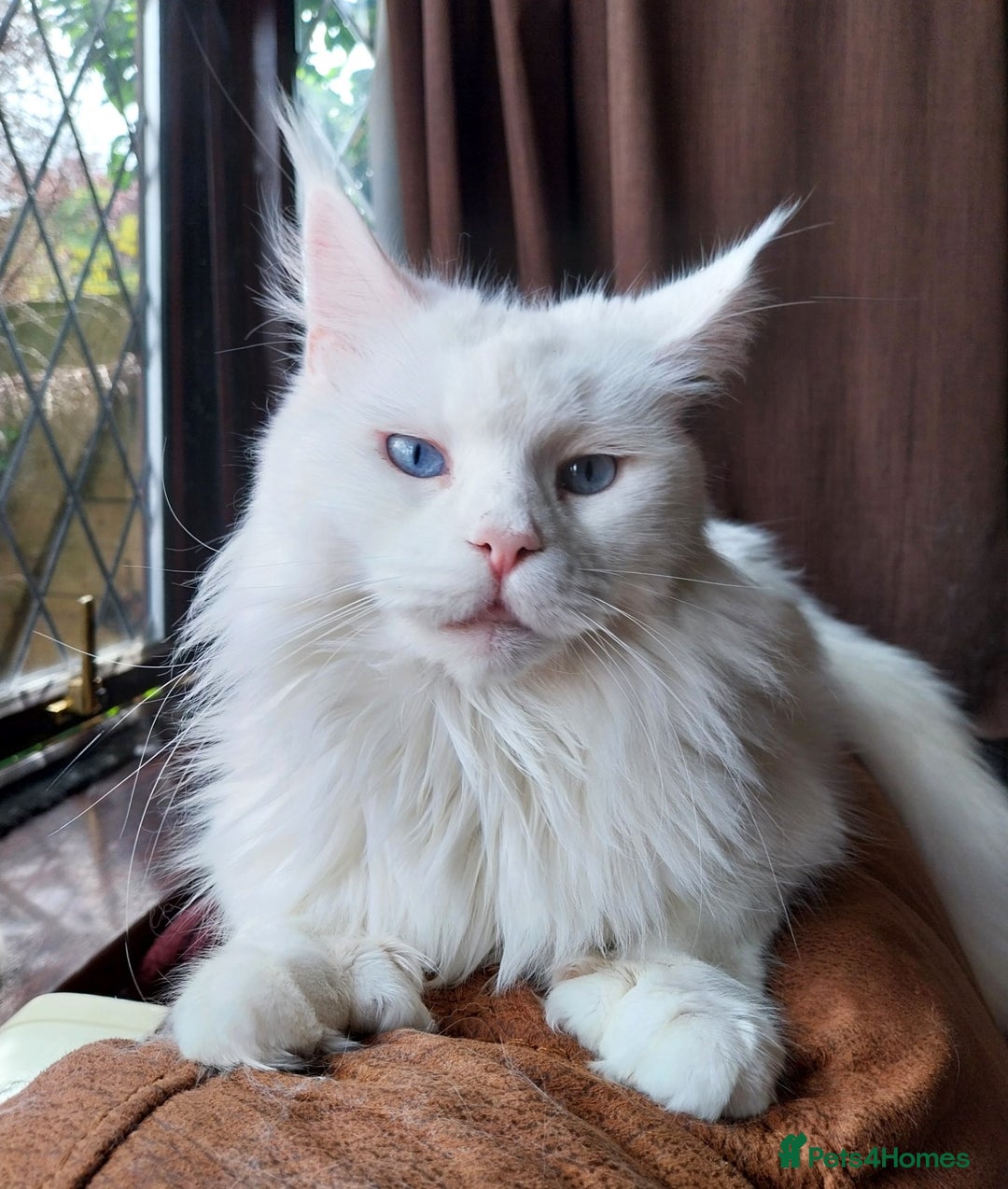 Maine Coon cats for sale: Maine Coon Kittens Polydactyl. Tortie. White - Image 14