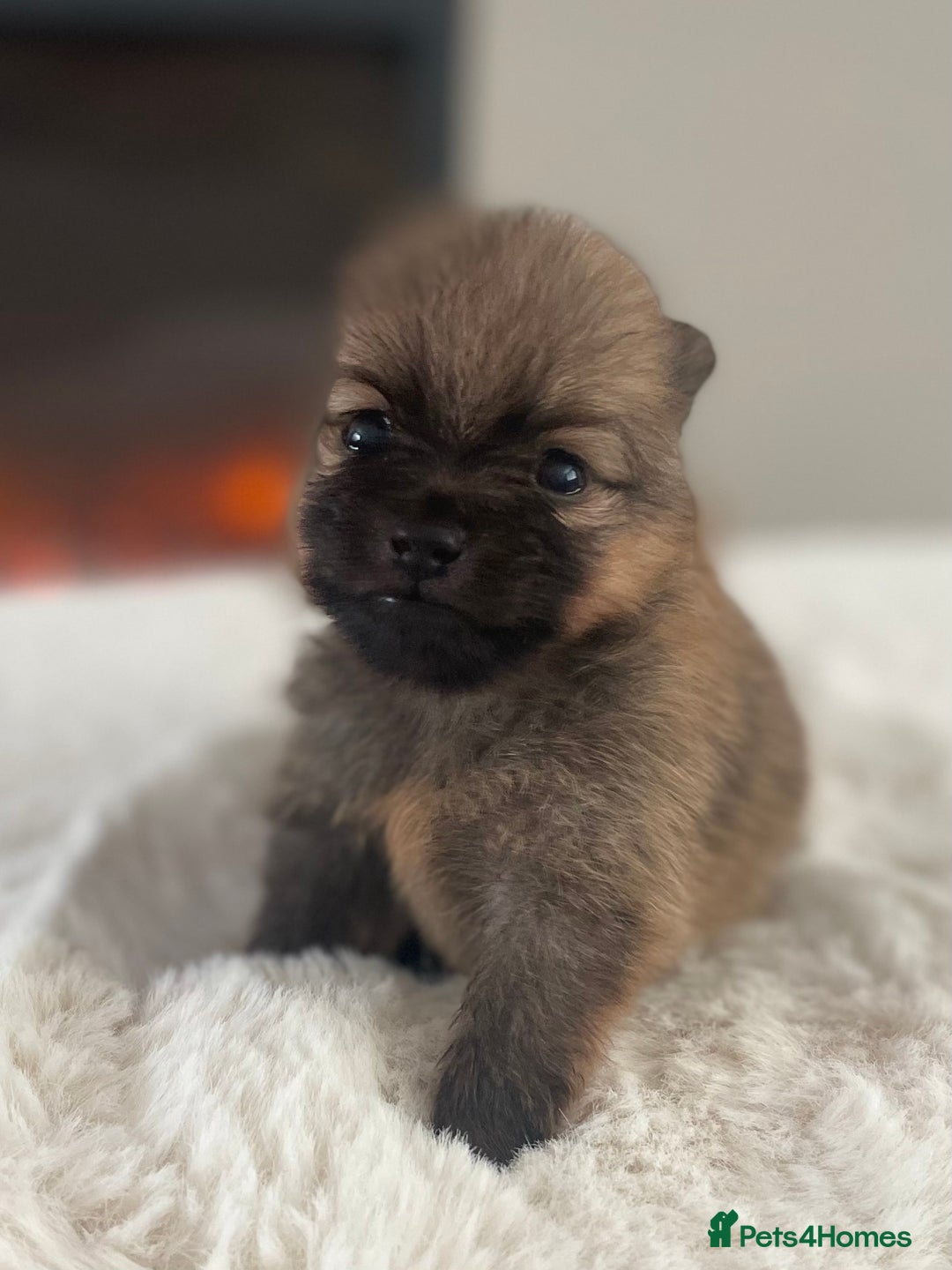 Pomeranian dogs for sale: Pomeranian puppy’s orange sable 🧡🍊🐾 - Image 6