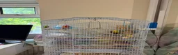 Budgerigars birds for sale: Large white bird cage - Advert 5