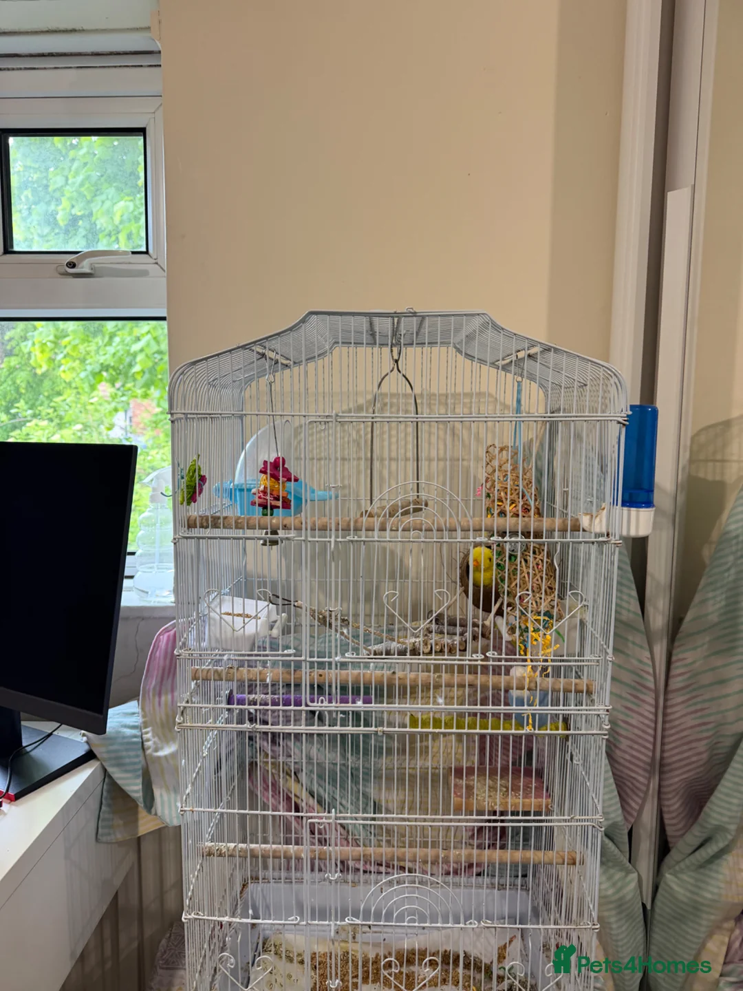 Budgerigars birds for sale: Large white bird cage - Advert 5