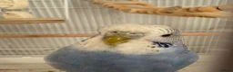 Budgerigars birds for sale: budgiefor sale with cage and food and accessories  - Advert 4
