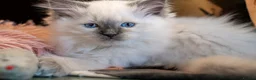 Ragdoll cats for sale: Adorable, Purebred GCCF Registered Ragdoll Kittens in London - Advert 4