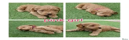 Cockapoo dogs for sale: F1 cockapoo puppies  - Advert 6