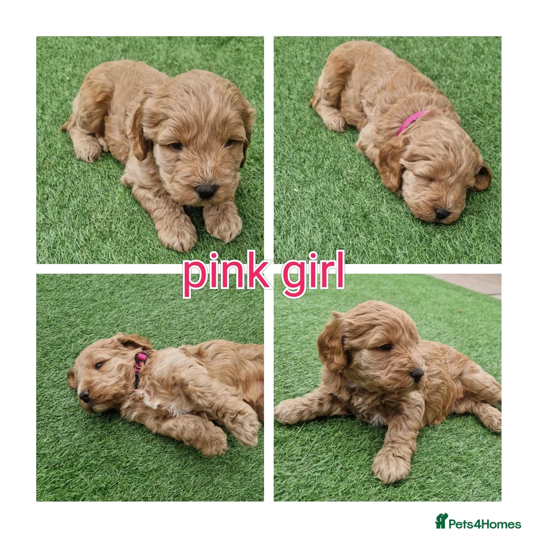 Cockapoo dogs for sale: F1 cockapoo puppies  - Advert 6