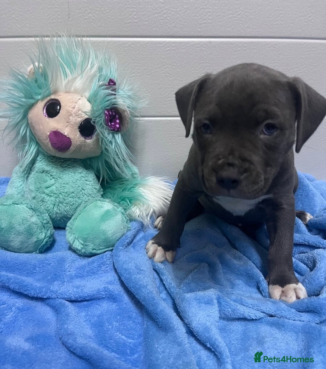 Staffordshire Bull Terrier dogs for sale: ❤️ Staffordshire beautiful puppies ❤️ - Advert 3