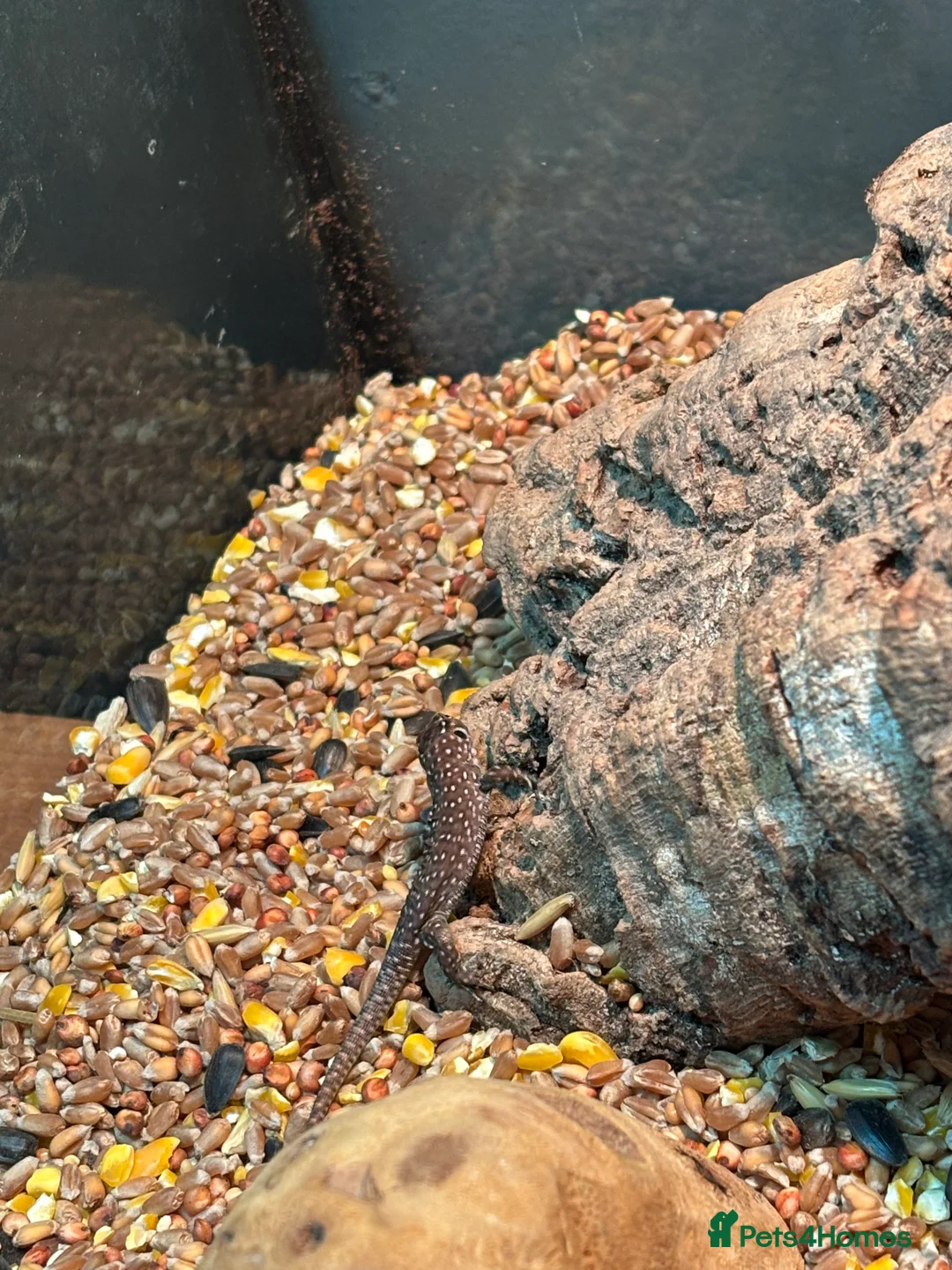 Lizard reptiles for sale: Baby jewelled lacerta  european eyed lizards - Advert 3