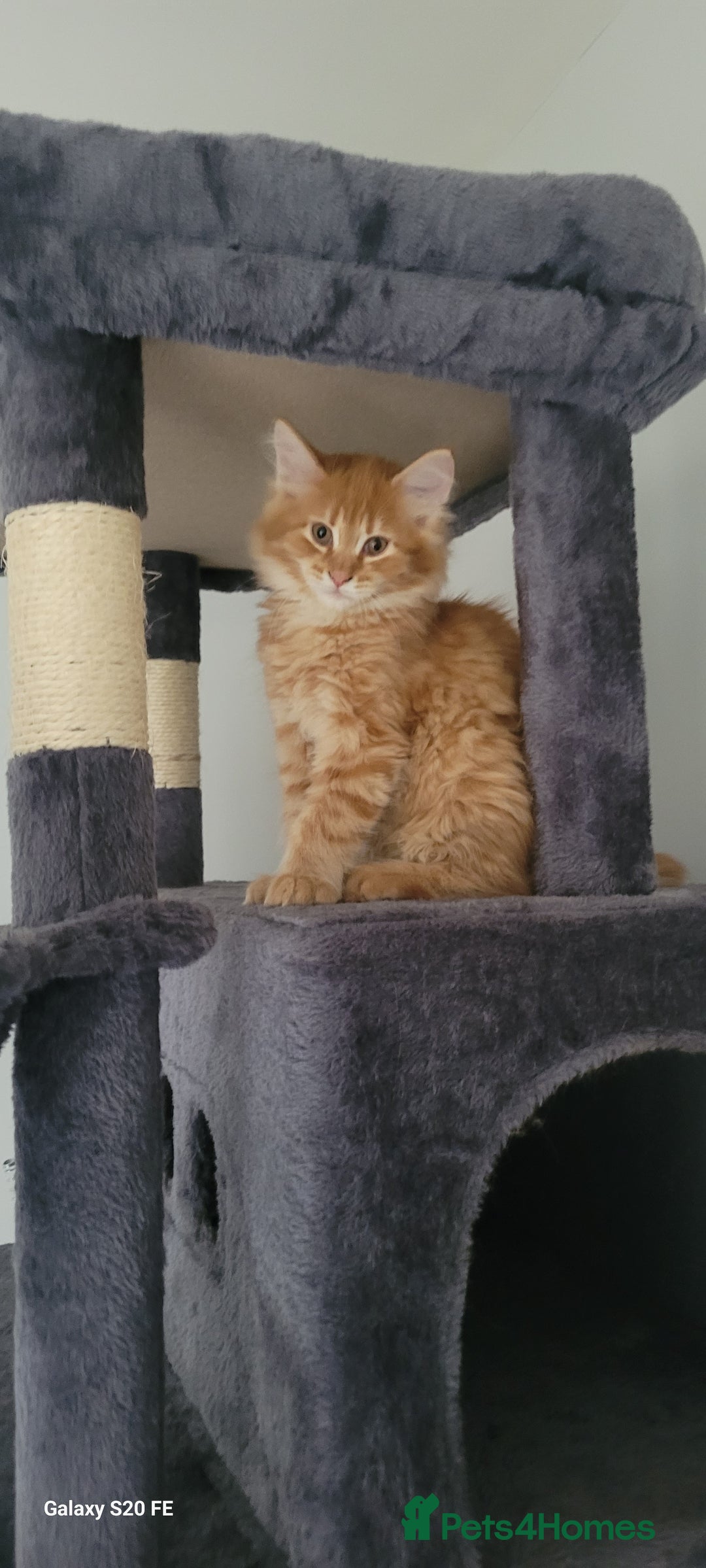Maine Coon cats for sale: Xl Mainecoon red,silver girl  - Advert 9