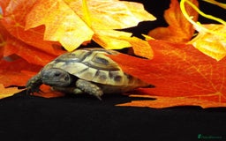 Hermann Tortoise reptiles for sale: Herman boettgeri hatchlings.  - Image 3