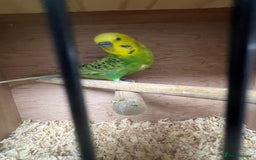 Budgerigars birds for sale: Beautiful budgies - Image 3