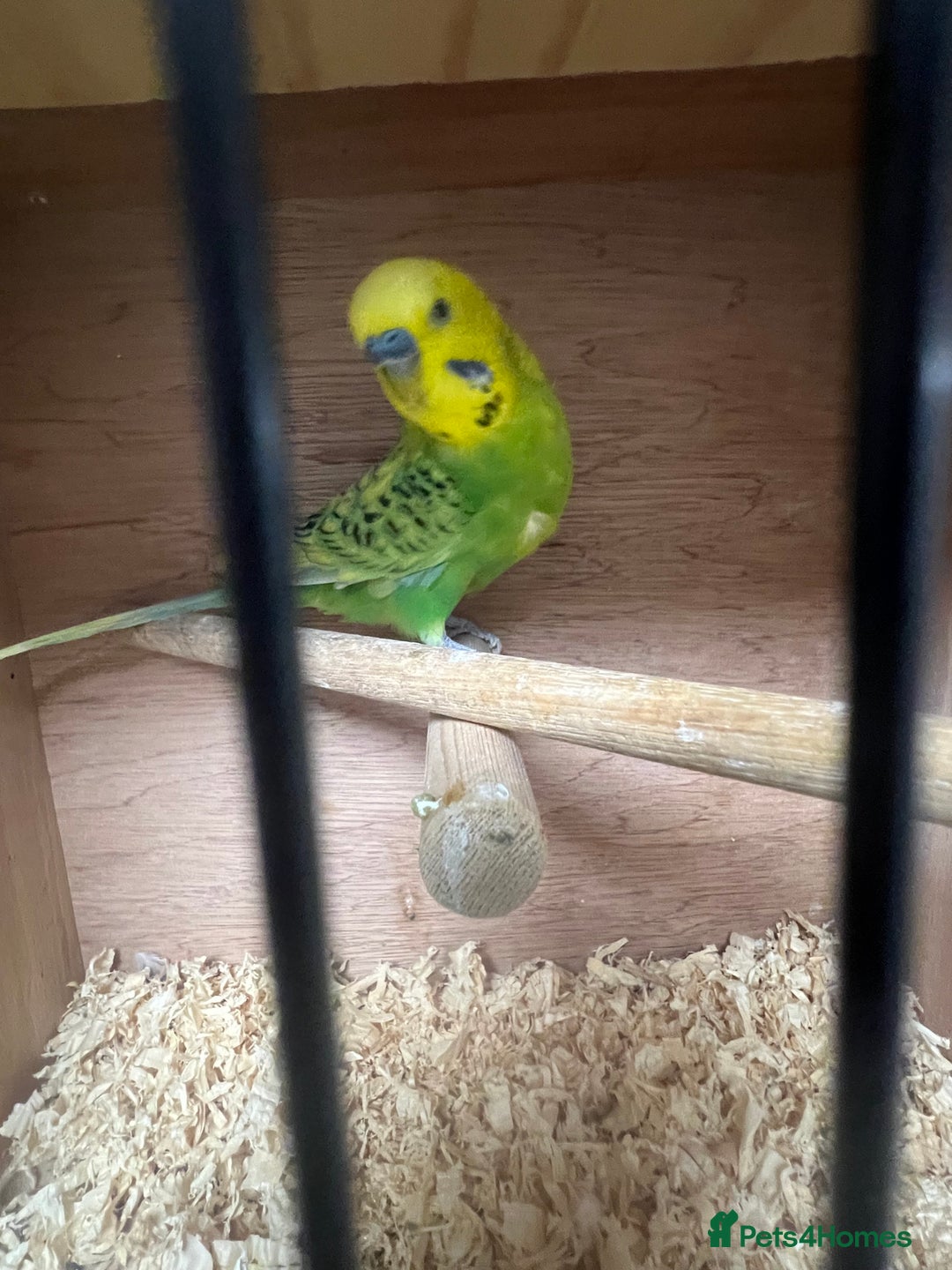 Budgerigars birds for sale: Beautiful budgies - Image 3
