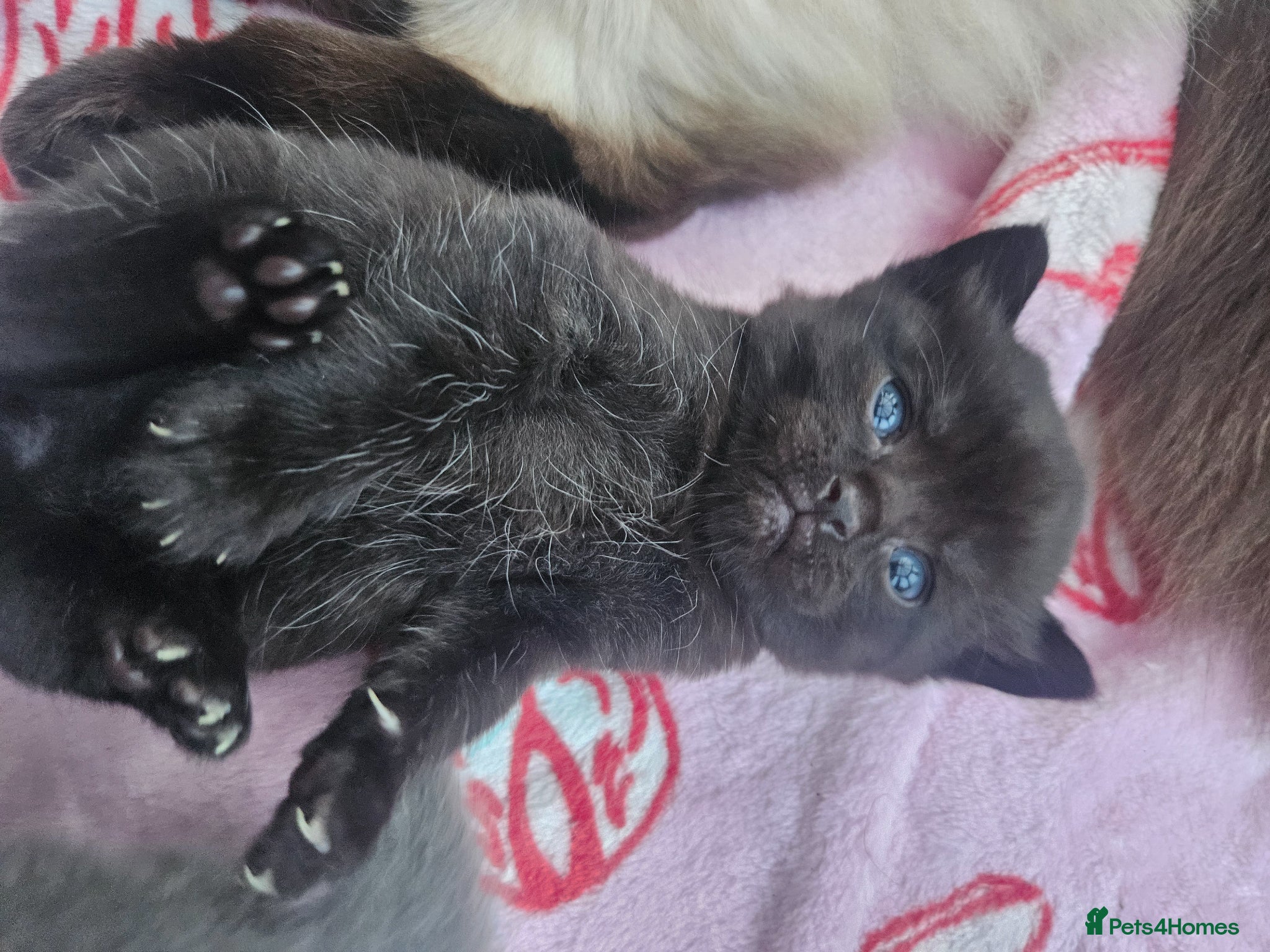 Ragdoll cats Ragdoll x British short hair  - Advert 1