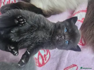 Ragdoll cats Ragdoll x British short hair - Advert 1