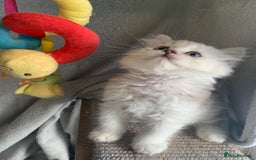 British Longhair cats for sale: British Longhair CH Pedigree Silvers  in Bournemouth - Image 6