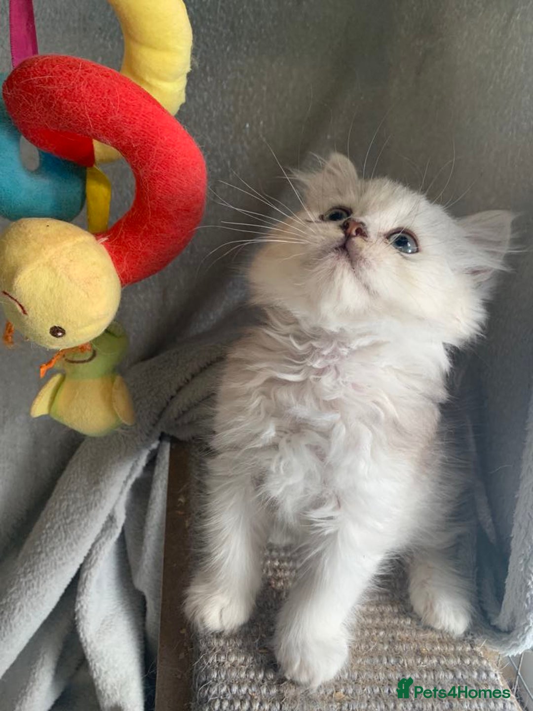 British Longhair cats for sale: British Longhair CH Pedigree Silvers  in Bournemouth - Image 6