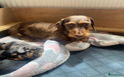Dachshund dogs for sale: Standard dachshund's  - Image 4