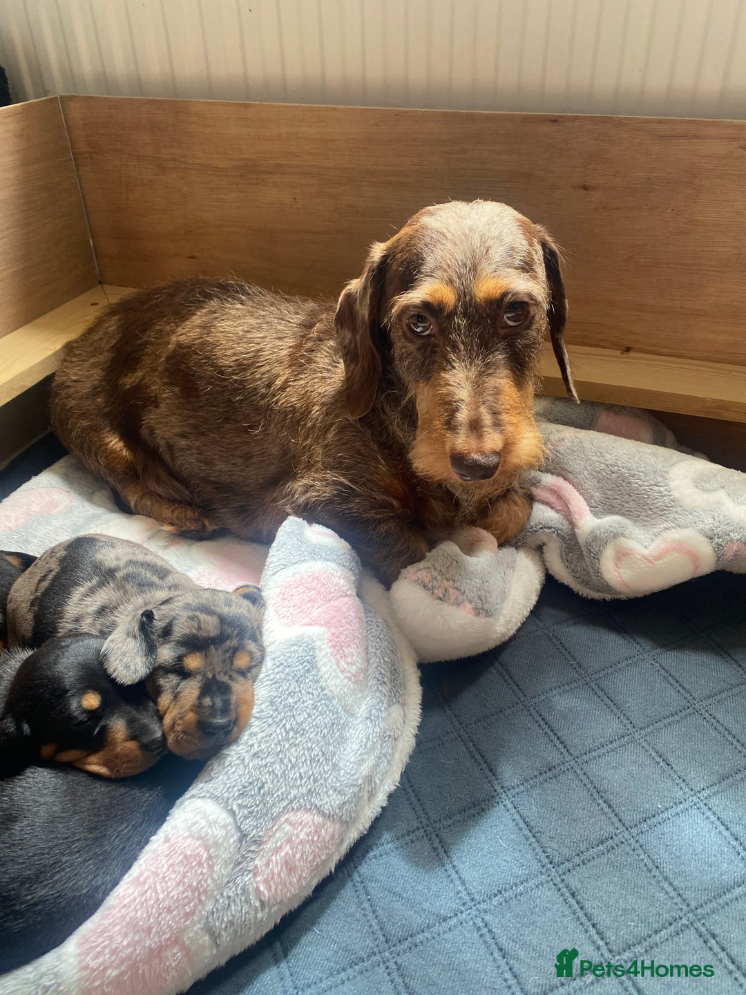 Dachshund dogs for sale: Standard dachshund's  - Image 4