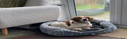 Brittany Spaniel dogs for adoption: Onil, a gorgeous Brittany - Advert 13