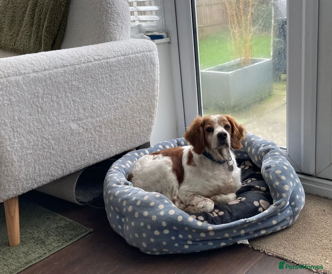Brittany Spaniel dogs for adoption: Onil, a gorgeous Brittany - Advert 13