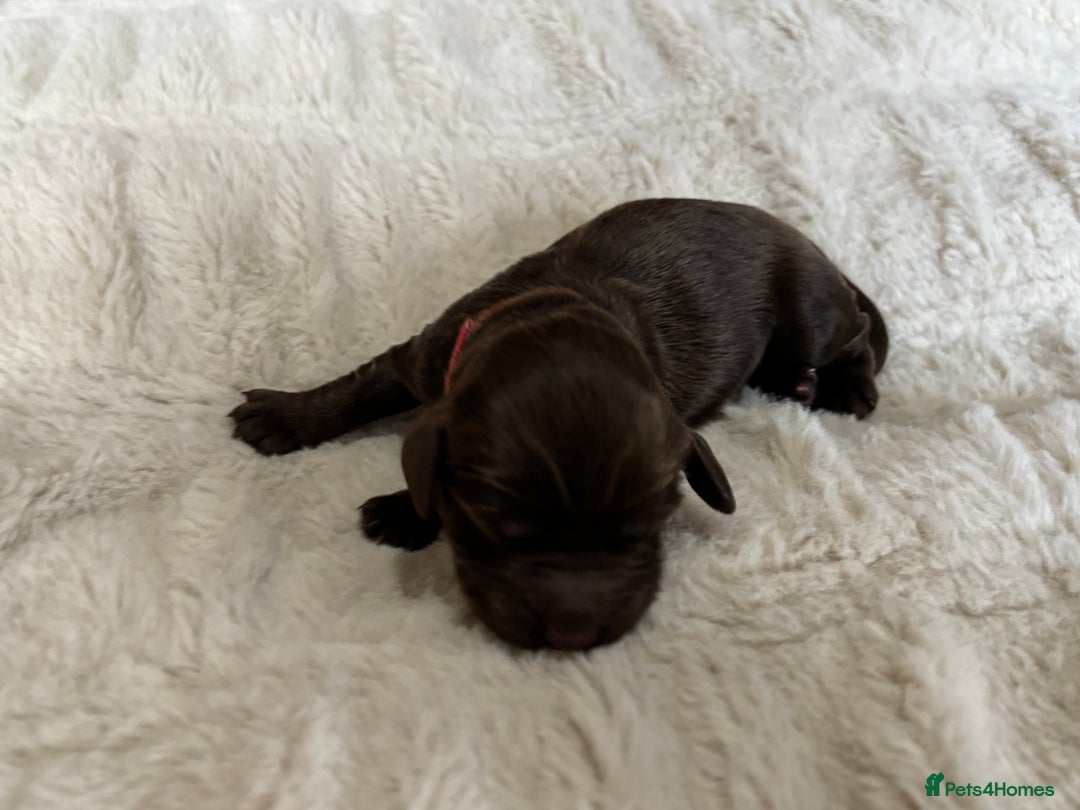 Cockapoo dogs for sale: 🍫🐶 F1b Chocolate Cockapoo Puppies🐶🍫  - Image 21