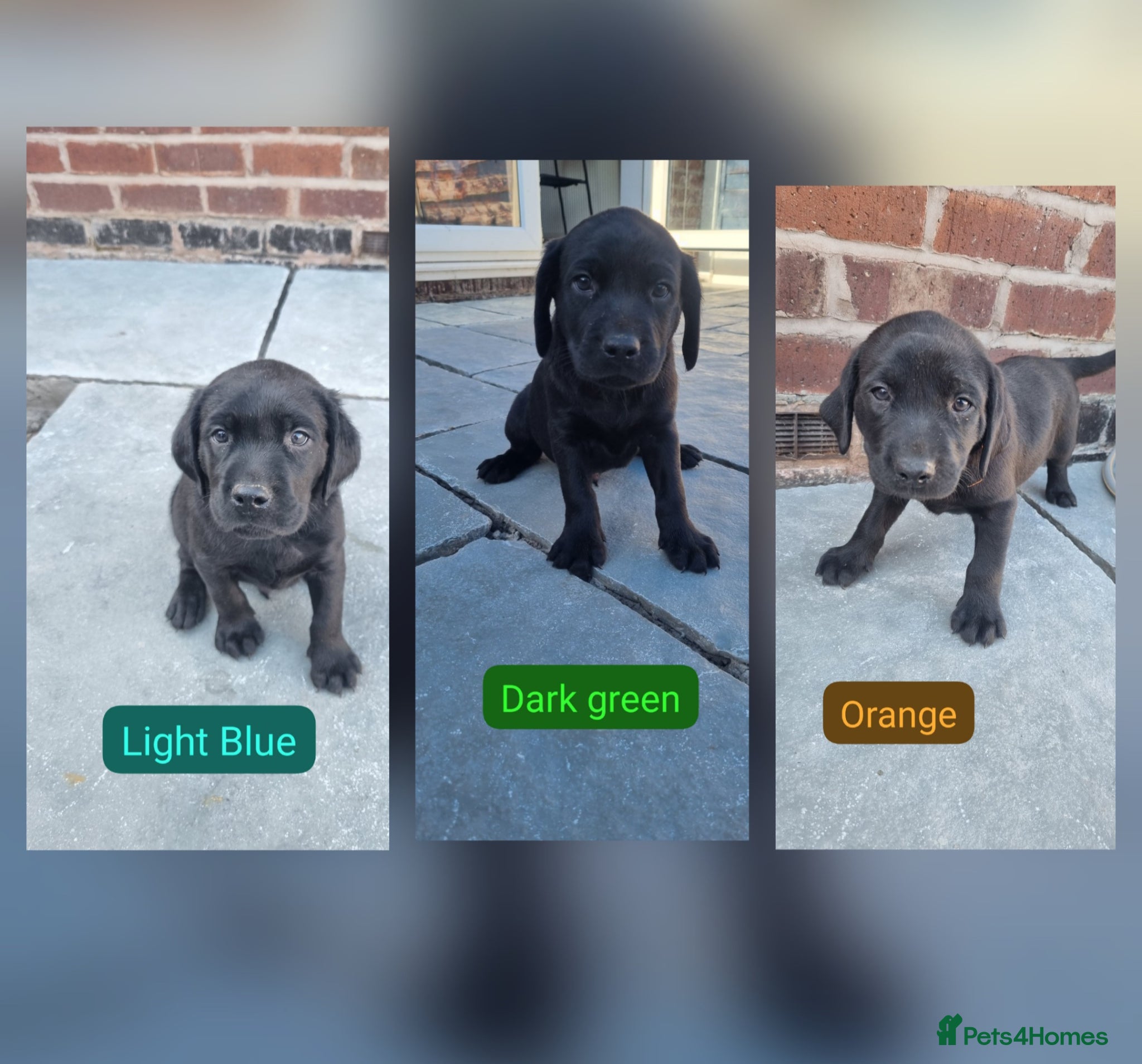 Labrador Retriever dogs KC BLACK LABRADOR PUPPIES - Advert 3