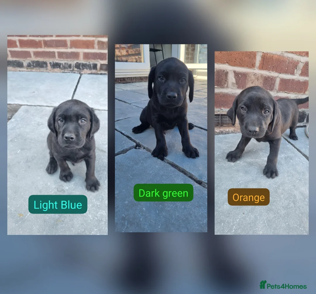 Labrador Retriever dogs for sale: KC BLACK LABRADOR PUPPIES - Advert 1