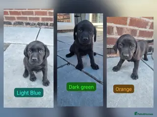 Labrador Retriever dogs KC BLACK LABRADOR PUPPIES - Advert 3