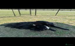 Labrador Retriever dogs for sale: Stunning Labrador KC Registered Puppies - Image 10