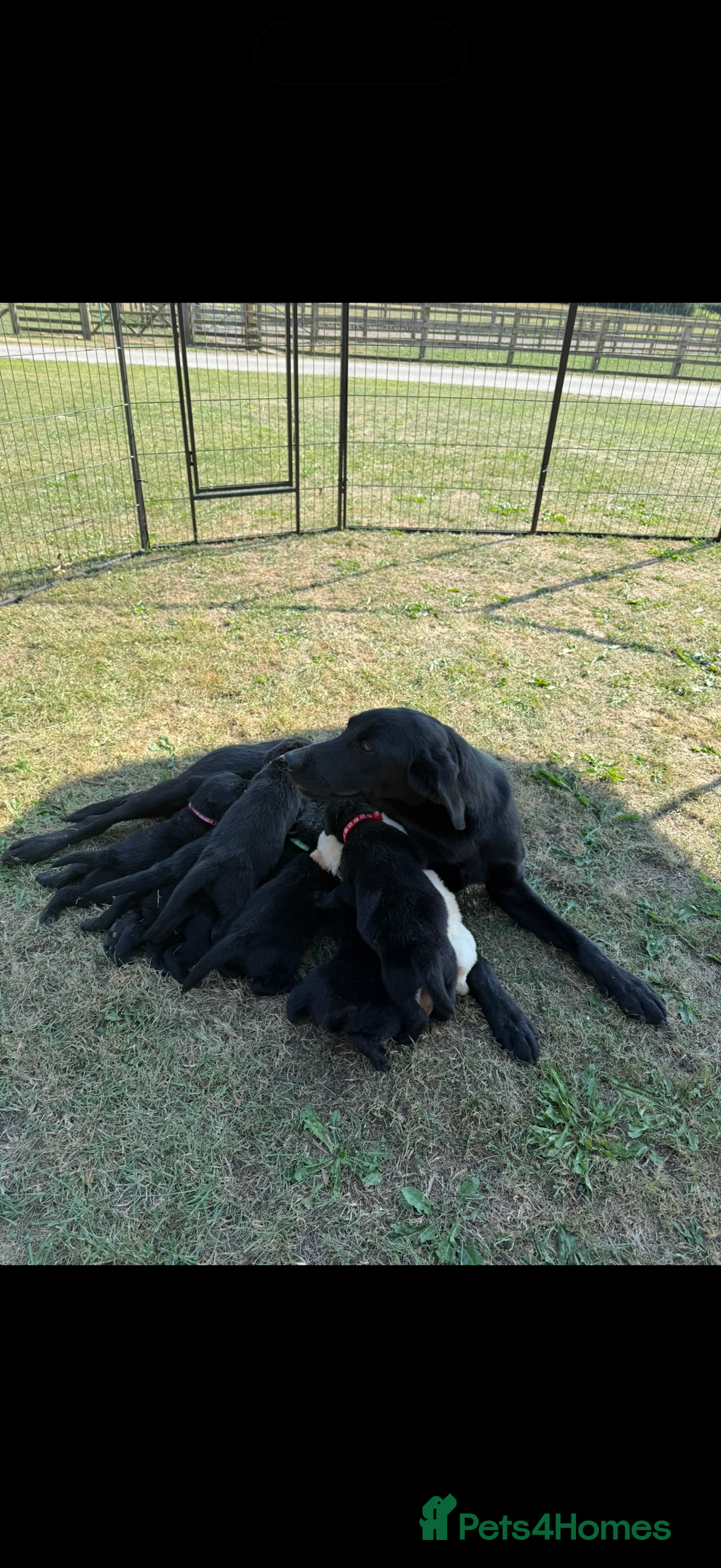 Labrador Retriever dogs for sale: Stunning Labrador KC Registered Puppies - Image 10