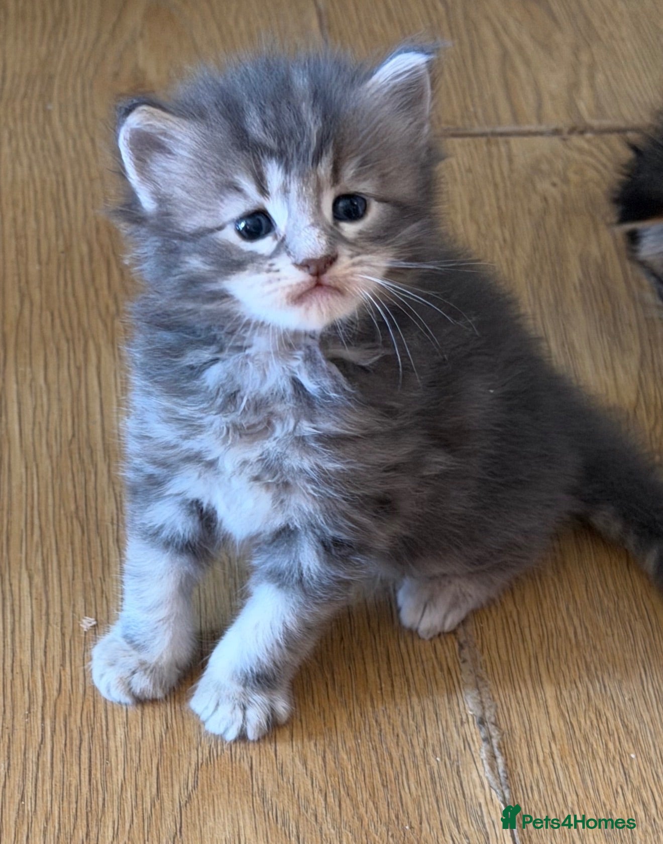 Maine Coon cats Adorable full breed Mainecoon boys ready 28th sep - Advert 9
