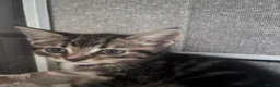 Domestic Shorthair cats for sale: 8 week old kittens  - Advert 6