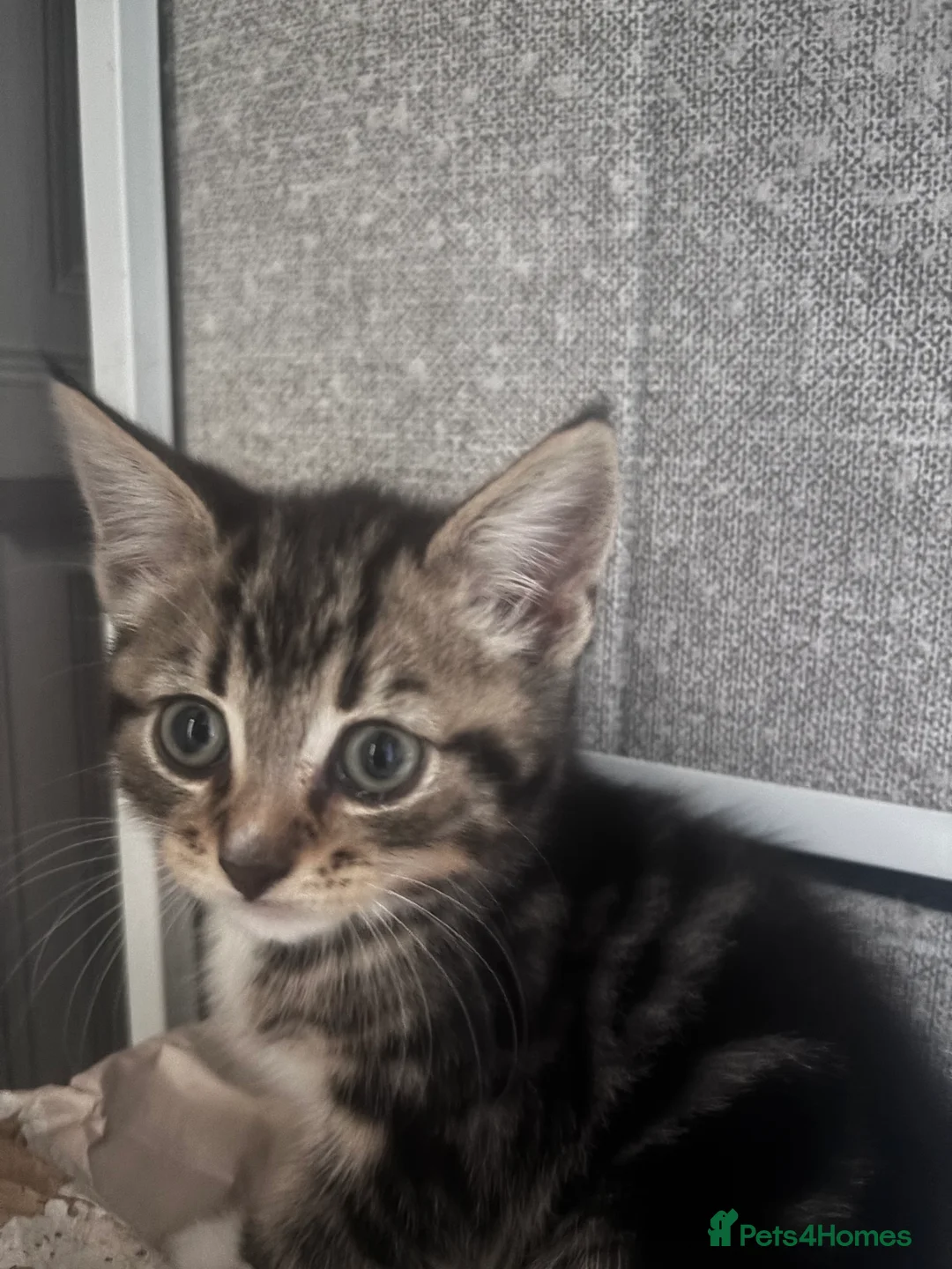 Domestic Shorthair cats for sale: 8 week old kittens  - Advert 6