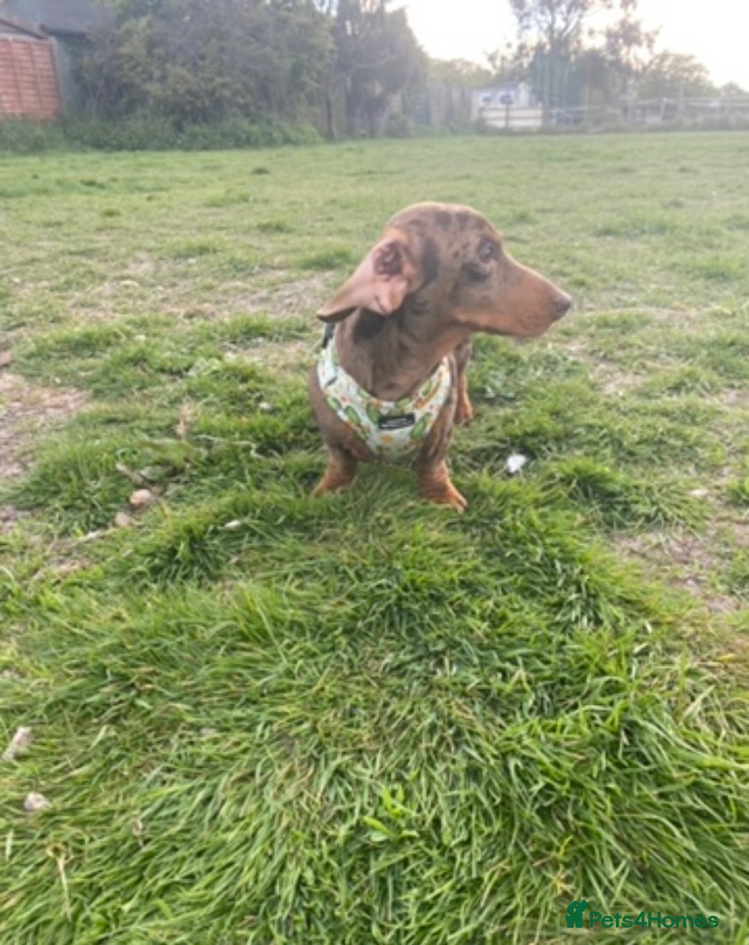 Miniature Dachshund dogs for stud: STUNNING CHOCOLATE DAPPLE FOR STUD ONLY in Benfleet - Advert 5