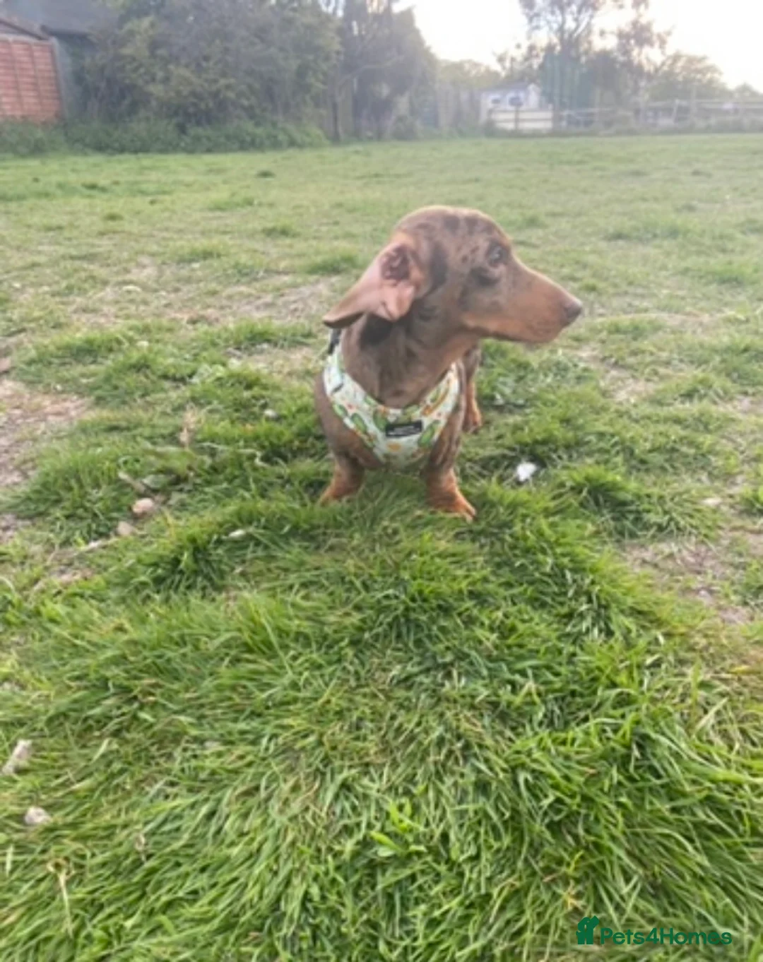 Miniature Dachshund dogs for stud: STUNNING CHOCOLATE DAPPLE FOR STUD ONLY in Benfleet - Advert 5