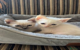Ragamese cats for sale: Beautiful Ragamese kittens ❤️ - Image 4