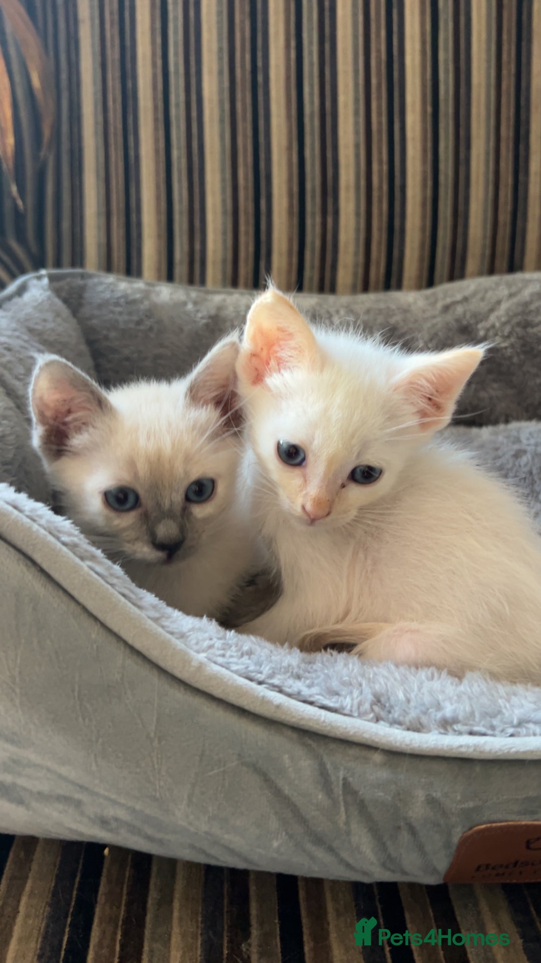 Ragamese cats for sale: Beautiful Ragamese kittens ❤️ - Image 4