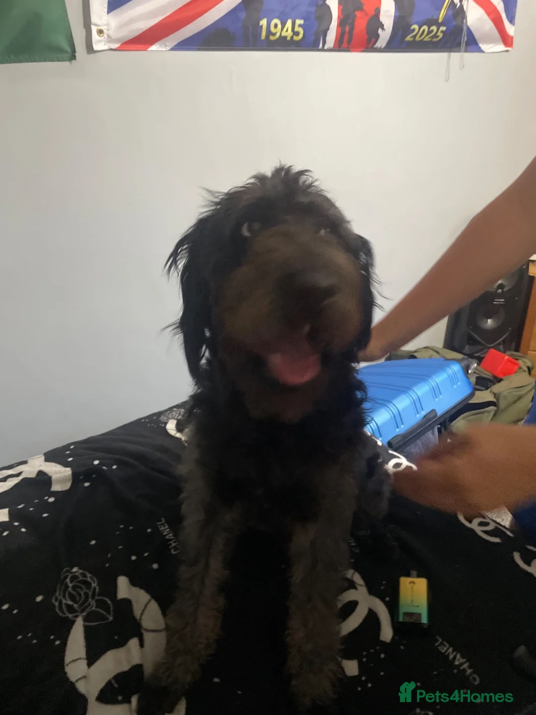 Labradoodle dogs for sale:  Beautiful 10 months old Labradoodle  - Advert 4