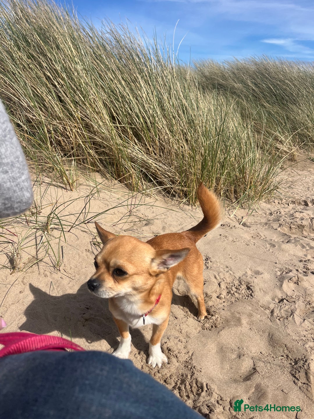 Chihuahua dogs for stud: Friendly Chihuahua for Stud - Advert 1